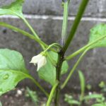 おるたな菜園