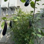 🍅🍆今季最後の収穫祭🍆🍅